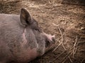 sleeping pig Royalty Free Stock Photo