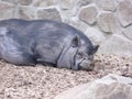 Sleeping pig Royalty Free Stock Photo