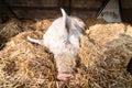 Sleeping pig on the farm Royalty Free Stock Photo