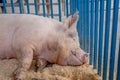 Sleeping pig having happy dreams at the county fair