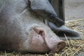 Sleeping pig resting on the farm Royalty Free Stock Photo