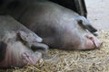 Sleeping pig resting on the farm Royalty Free Stock Photo