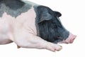 Sleeping Pig Royalty Free Stock Photo