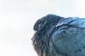 Sleeping Pigeon Dove on Light Background. Healthy Sleep Benefits Concept with Copy-Space Royalty Free Stock Photo