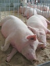 Sleeping piggies Royalty Free Stock Photo