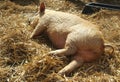 Sleeping Piglet Royalty Free Stock Photo