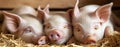 sleeping piglets, AI generated Royalty Free Stock Photo