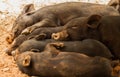 Sleeping pigs Royalty Free Stock Photo