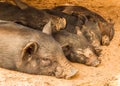 Sleeping pigs Royalty Free Stock Photo