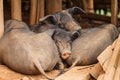 Sleeping pigs