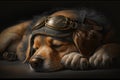sleeping pilot dog, with its head resting on paw