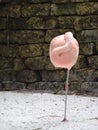 Sleeping pink flamingo bird standing on one leg