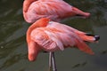 Sleeping Pink flamingo with head under wing