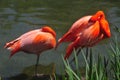 Sleeping Pink flamingo in water