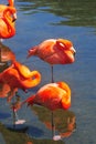 Sleeping Pink flamingo in water