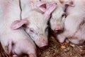 Pink piglets close up.