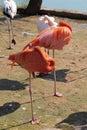 Sleeping pink and red flamingos standing on one leg and hiding their heads under their wings in Moscow Zoo