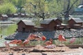 Sleeping pink and red flamingos standing on one leg and hiding their heads under their wings in Moscow Zoo