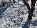 Sleeping place of roe deer (Capreolus capreolus) dug in the snow in cold winter