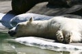 Sleeping Polar Bear Royalty Free Stock Photo