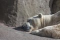 Sleeping polar bear in the Moscow Zoo Royalty Free Stock Photo