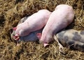 Sleeping poluted and pink piglets in the straw