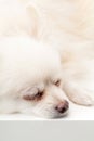 Sleeping Pomeranian dog