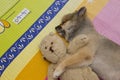 Sleeping Pomeranian dog hugging a doll on the mattress