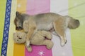 Sleeping Pomeranian dog hugging a doll on the mattress