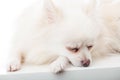 Sleeping pomeranian