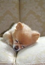 Sleeping pomeranian