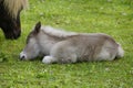sleeping pony foal sleeping on the green meadow with his mother grazing by his side on fine spring day, Mainau, Germany