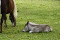 sleeping pony foal sleeping on the green meadow with his mother grazing by his side on fine spring day, Mainau, Germany