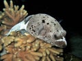 Sleeping Pufferfishy Royalty Free Stock Photo