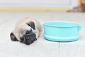 Sleeping Pug