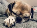Sleeping Pug Dog Close Up
