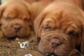 Sleeping Puppies Royalty Free Stock Photo