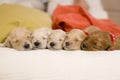 Sleeping puppies