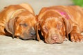 Sleeping puppies Royalty Free Stock Photo