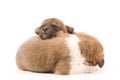 Sleeping puppies Royalty Free Stock Photo