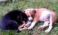 Sleeping puppies on green grass