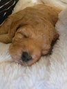 Sleeping puppies puppy girl goldendoodle merle