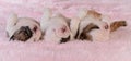 Sleeping puppies Royalty Free Stock Photo