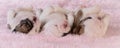 Sleeping puppies Royalty Free Stock Photo