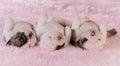 Sleeping puppies Royalty Free Stock Photo