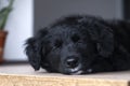 Sleeping puppy, black and white fluffy dog Royalty Free Stock Photo