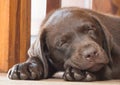 Sleeping puppy of brown labrador Royalty Free Stock Photo