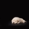 Sleeping puppy chow Royalty Free Stock Photo