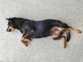 Sleeping puppy on dog bed