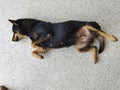 Sleeping puppy on dog bed